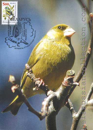 Greenfinch (Carduelis chloris)